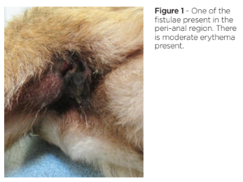 Furunculosis outlet dog treatment